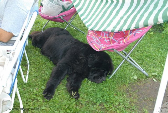 Фото: ньюфаундленд Kloofbears My Dream for Sent Djons