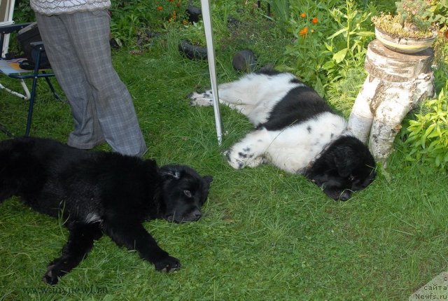 Фото: ньюфаундленд Threeponds Sunny Flower for Sent Djons, ньюфаундленд Белкондер-Клаб Угли-Бугли (Belkonder-Club Ugli-Boogli)