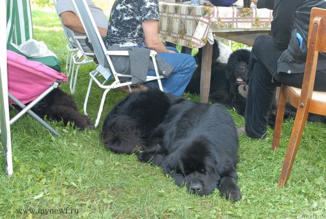 Фото: ньюфаундленд Акватория Келвин Кадриль (Aquatoriya Kelvin Kadril)