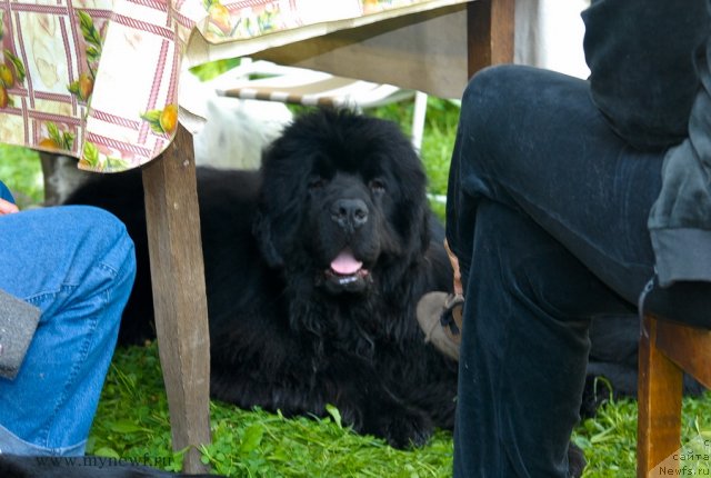 Фото: ньюфаундленд Сент Джонс Хаммер (Sent Djons Hummer)