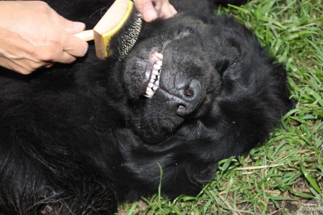 Фото: ньюфаундленд Ньюфорт Магия Любви