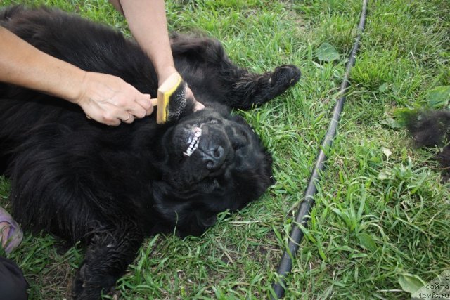 Фото: ньюфаундленд Ньюфорт Магия Любви