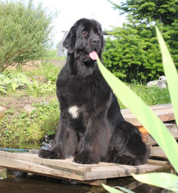 Фото: ньюфаундленд Дар Свезы Юника Сагитта (Dar Svezy Unika Sagitta)