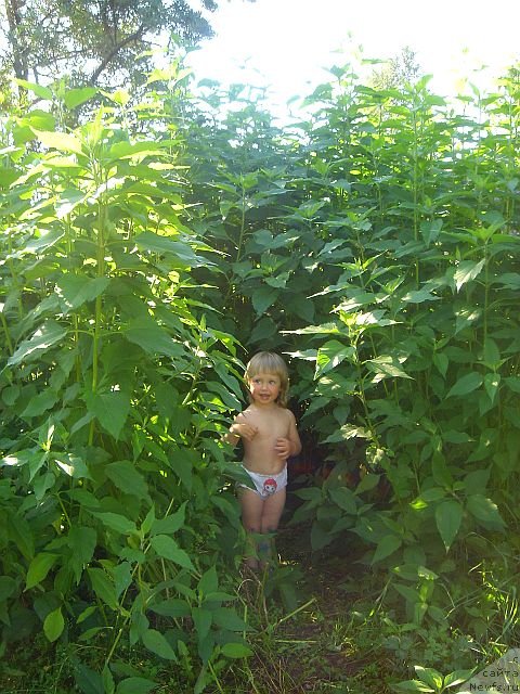 Фото: ньюфаундленд Дар Свезы Белив Ми (Dar Svezy Believe Me)