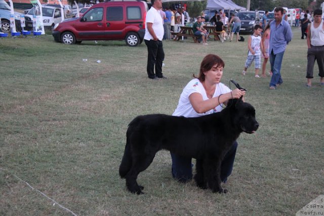Фото: ньюфаундленд Дар Свезы Бона Фидес (Dar Svezy Bona Fides), Инна Самойлова