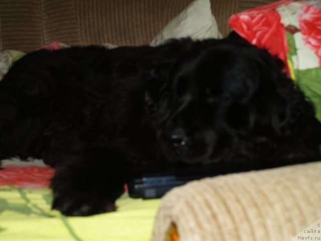 Фото: ньюфаундленд Понтус Пит