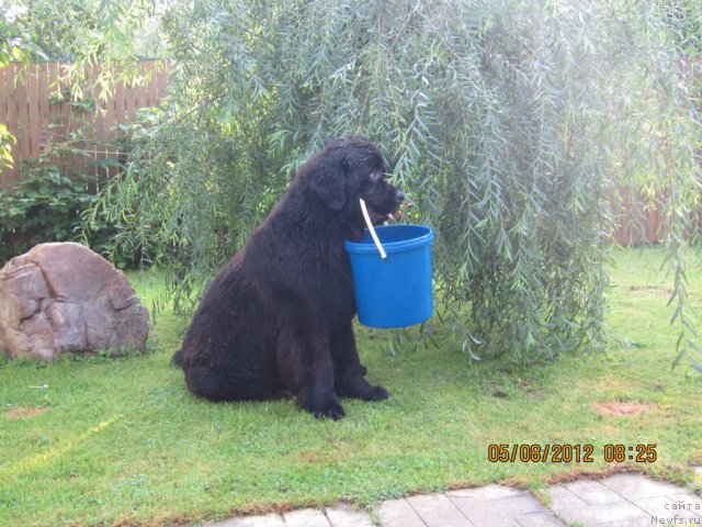 Фото: ньюфаундленд Very Fairweathers X'Got The Rhythm