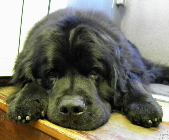 Фото: ньюфаундленд Zhdanny Syn Vialiki Miadzvedz