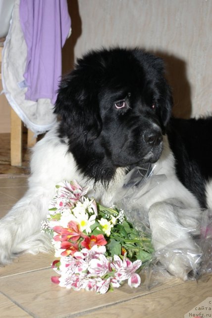 Фото: ньюфаундленд Чарующая Взглядом от Сибирского Медведя