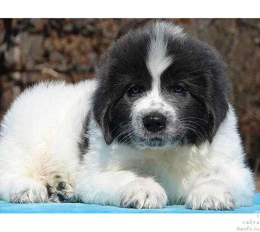 Фотография № 10298