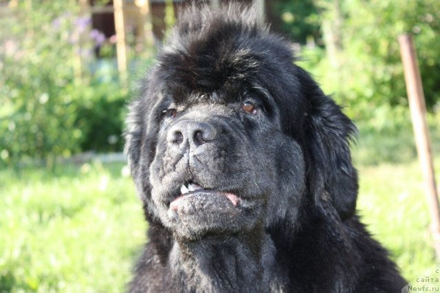 Фото: ньюфаундленд Ньюфорт Магия Любви