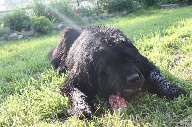 Фото: ньюфаундленд Ньюфорт Магия Любви