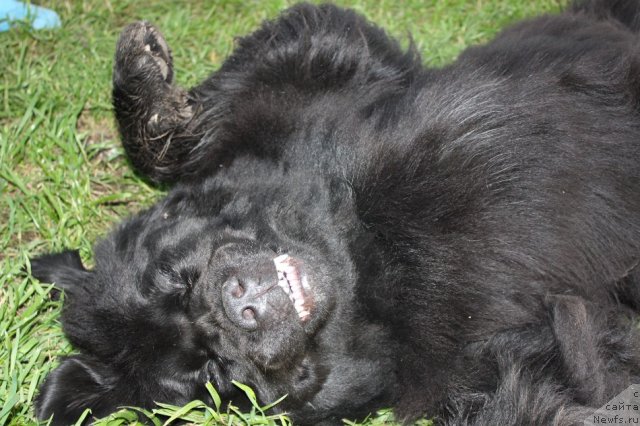 Фото: ньюфаундленд Ньюфорт Магия Любви