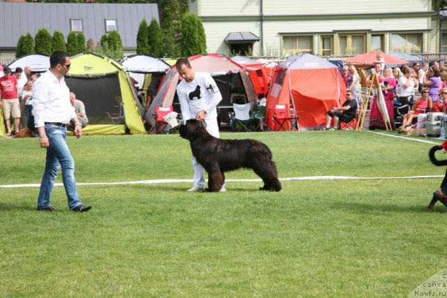 Фото: ньюфаундленд Love Me Tender Midnight Bear