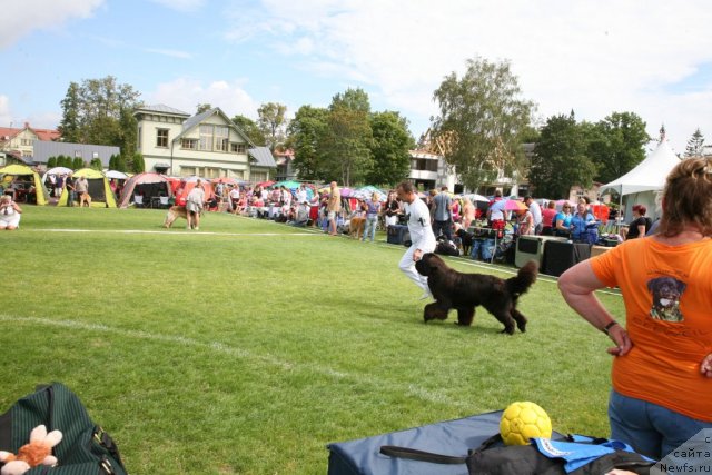 Фото: ньюфаундленд Love Me Tender Midnight Bear, Александр Розенфельд