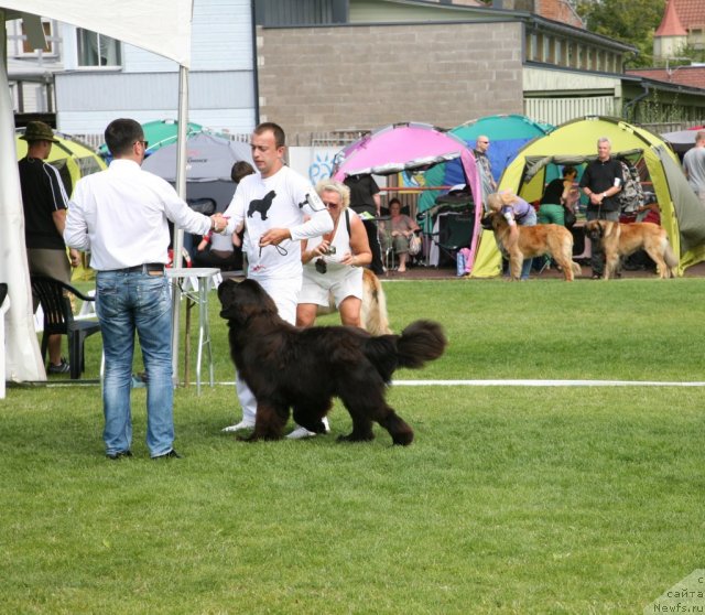 Фото: ньюфаундленд Love Me Tender Midnight Bear, Александр Розенфельд