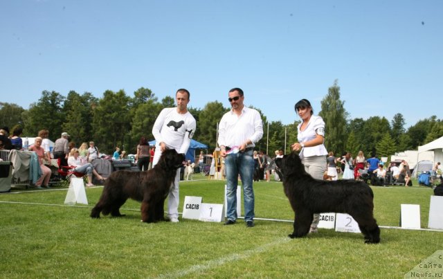 Фото: ньюфаундленд Love Me Tender Midnight Bear, Александр Розенфельд