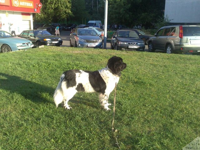 Фото: ньюфаундленд Сказочная Кроха Примадонна Бэль