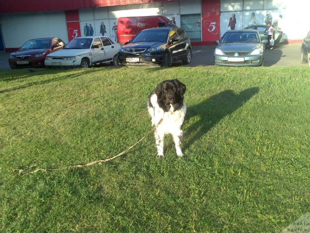 Фото: ньюфаундленд Сказочная Кроха Примадонна Бэль