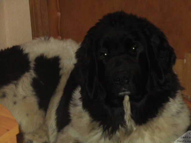 Фото: ньюфаундленд Сказочная Кроха Примадонна Бэль
