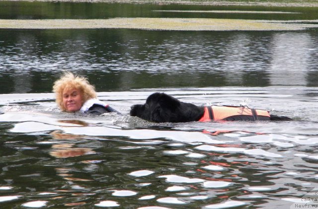 Фото: ньюфаундленд Акватория Келвин Кадриль (Aquatoriya Kelvin Kadril), Любовь Жакова