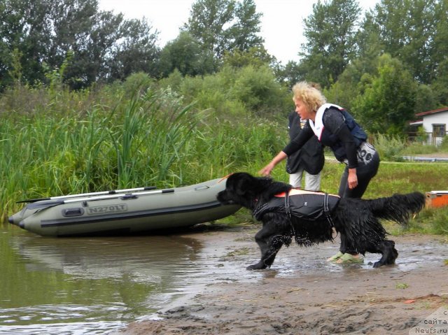 Фото: ньюфаундленд Акватория Келвин Кадриль (Aquatoriya Kelvin Kadril), Любовь Жакова