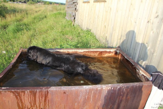 Фото: ньюфаундленд Ньюфорт Магия Любви