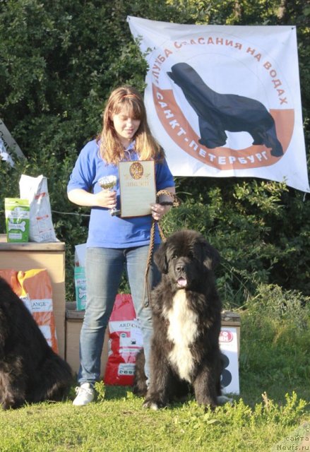 Фото: ньюфаундленд Bartez Beliy, Анастасия Кормакова