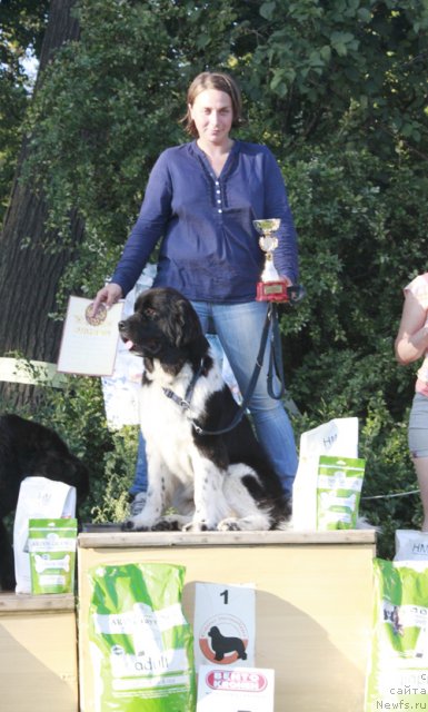 Фото: ньюфаундленд Питерньюф И Дид Ит Агаин (Piternyuf I Did It Again), Ксения Семикова