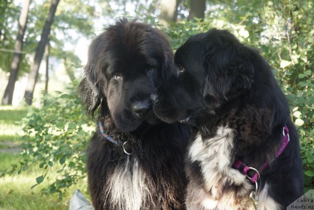 Фото: ньюфаундленд Питерньюф Еверест, ньюфаундленд Питерньюф Енигма (Piternyuf Enigma)