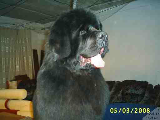 Фото: ньюфаундленд Обуш Шед Эдисон Николь (Obush Shed Edisson Nicole)