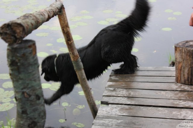 Фото: ньюфаундленд Дар Свезы Юника Сагитта (Dar Svezy Unika Sagitta)