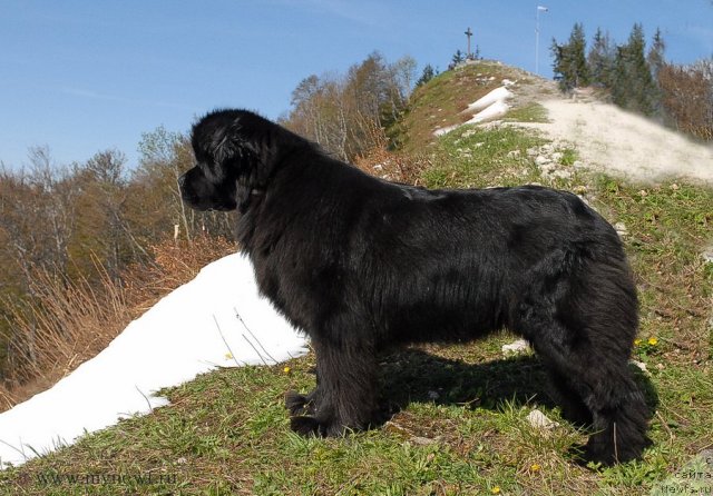 Фото: ньюфаундленд Сент Джонс Сабина Мистикал (Sent Djons Sabina Mistical)