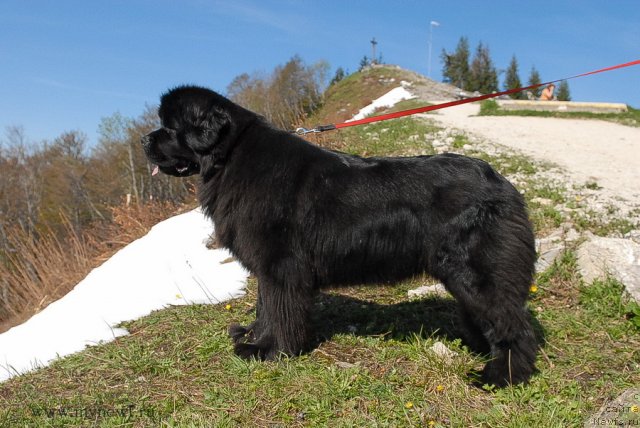 Фото: ньюфаундленд Сент Джонс Сабина Мистикал (Sent Djons Sabina Mistical)