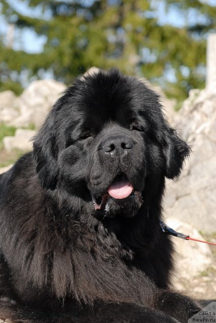 Фото: ньюфаундленд Сент Джонс Сабина Мистикал (Sent Djons Sabina Mistical)