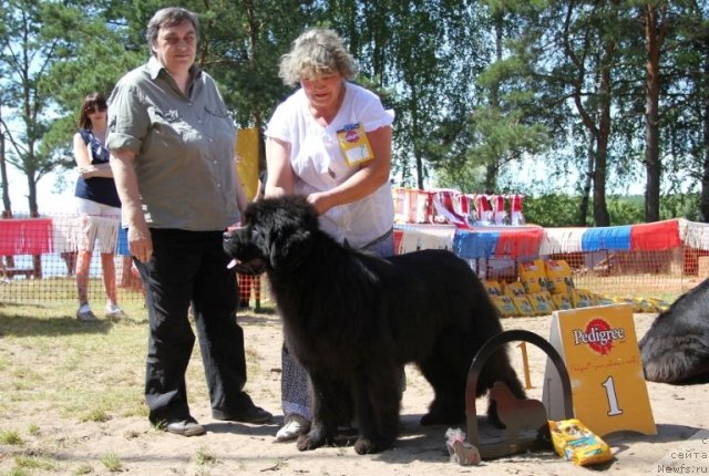 Фото: ньюфаундленд С'Нежная Вьюга Армандо Паруссо (S'Nezhnaya Vjuga Armando Parusso)