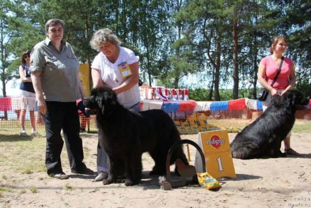 Фото: ньюфаундленд С'Нежная Вьюга Армандо Паруссо (S'Nezhnaya Vjuga Armando Parusso), Ирина Панюшкина