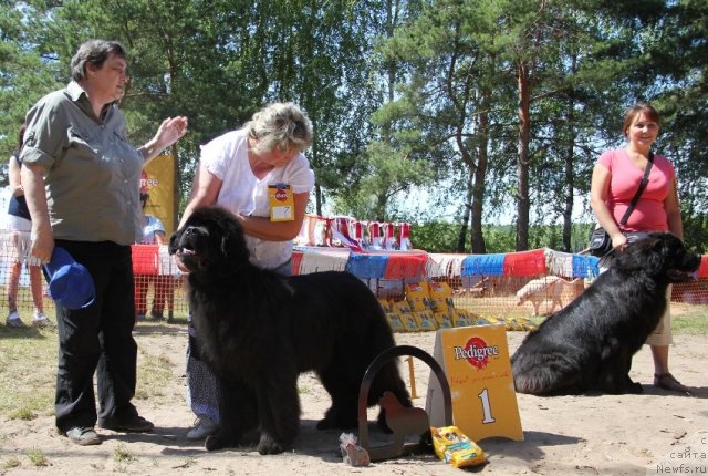 Фото: ньюфаундленд С'Нежная Вьюга Армандо Паруссо (S'Nezhnaya Vjuga Armando Parusso), Ирина Панюшкина