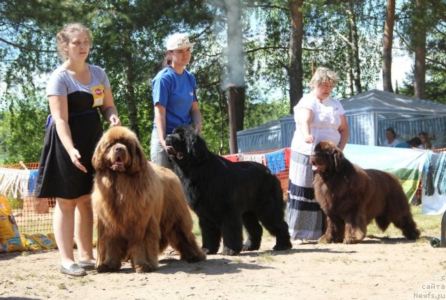 Фото: ньюфаундленд Командор из Медвежьего Яра, ньюфаундленд Акватория Келвин Изумрудный Дождь (Aquatoria Kelvin Izumrudny Dozhd), ньюфаундленд Супер Премиум Брабус