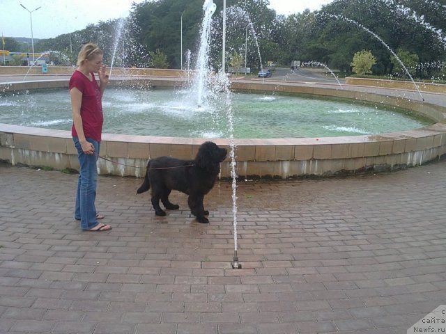 Фото: ньюфаундленд Чарующий Чезарио (Charuyuschiy Chezario)