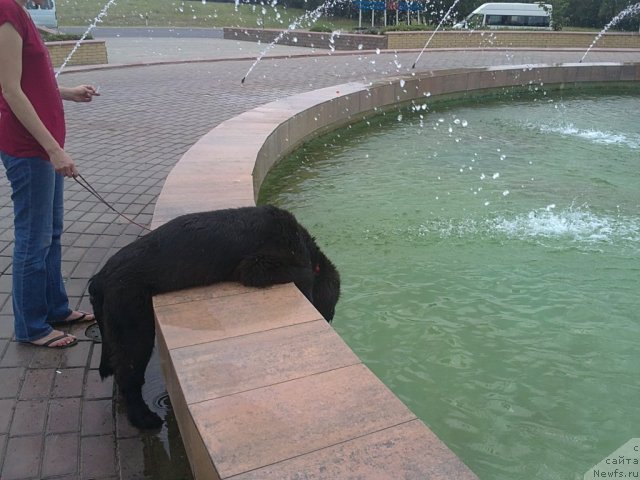 Фото: ньюфаундленд Чарующий Чезарио (Charuyuschiy Chezario)