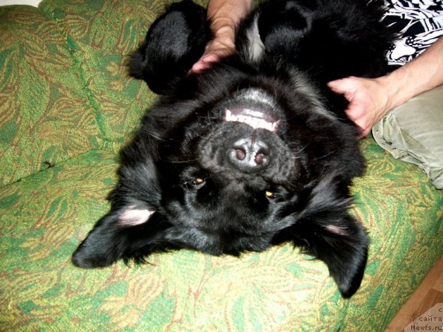 Фото: ньюфаундленд Питерньюф Нота Бене (Piternyuf Nota Bene)