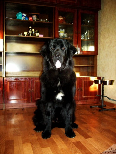 Фото: ньюфаундленд Питерньюф Нота Бене (Piternyuf Nota Bene)