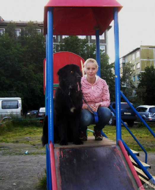 Фото: ньюфаундленд Питерньюф Нота Бене (Piternyuf Nota Bene), Екатерина Зайцева