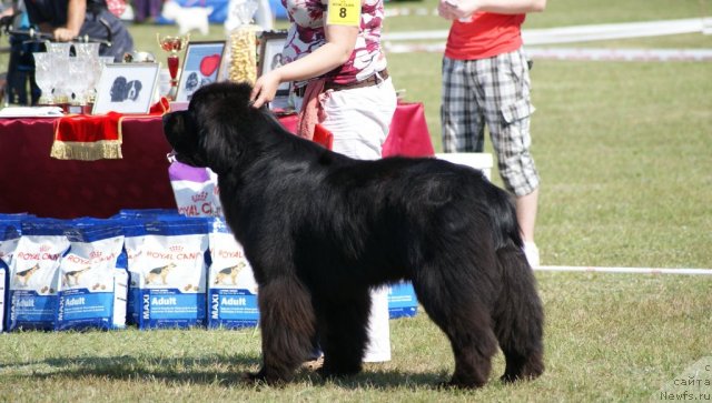 Фото: ньюфаундленд Kind Heart Midnight Bear