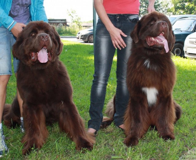 Фото: ньюфаундленд Акватория Келвин Ройал Тедди Беар (Aquatoriya Kelvin Royal Teddy Bear), ньюфаундленд Акватория Келвин Райз Афтэ Ми (Aquatoriya Kelvin Rise After Me)