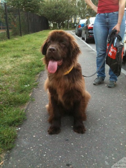 Фото: ньюфаундленд Ван Лен Тайм Женевьева