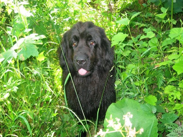 Фото: ньюфаундленд Александрия Моя Радость