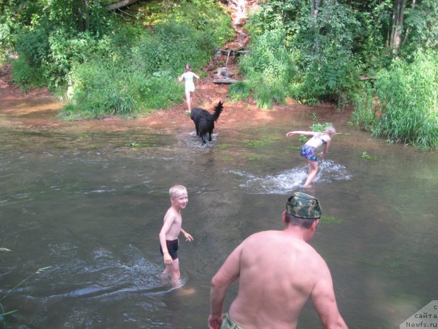 Фото: ньюфаундленд Александрия Моя Радость