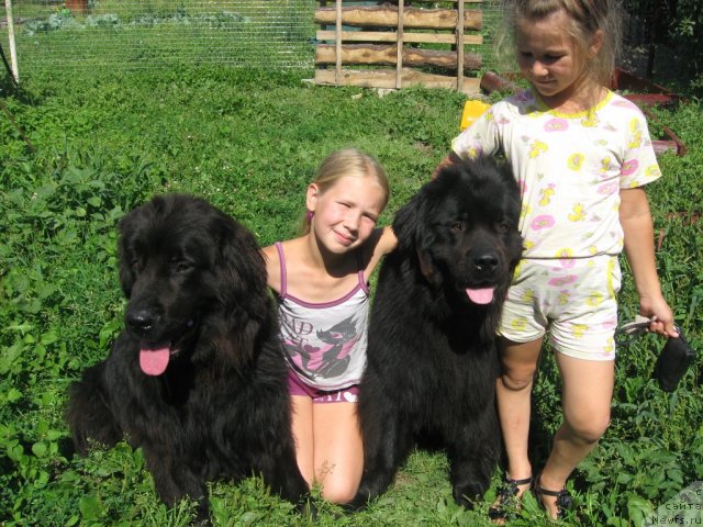 Фото: ньюфаундленд Александрия Моя Радость, Дарина Будина, ньюфаундленд Ариэль Нежданная Награда, Наташа Будина